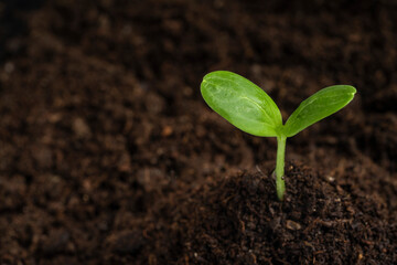Seedlings growing in soil on black