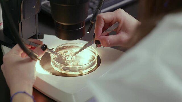 A lab technician examines a sample in a Petrie dish under the microscope.