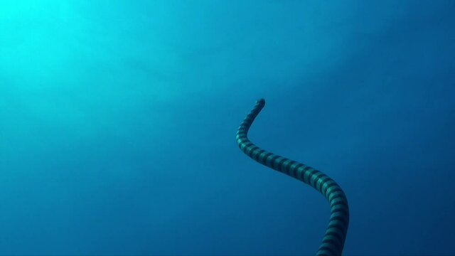 yellow-lipped sea snake (Laticauda colubrina) ascending towards ocean surface, close up shot
