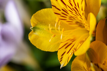 Yellow flower in bloom with pollen pistils 
