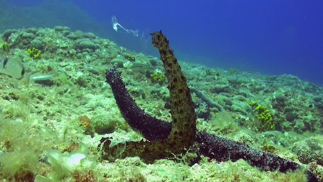 Close up shot of  two sea cucumbers ( Holothuria tubulosa) mating and spawning