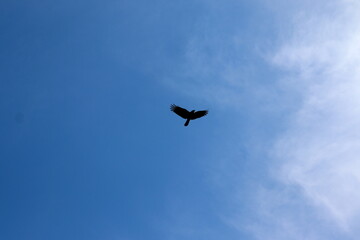 flying wild bird / birds against a beautiful blue sky