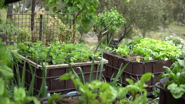 Slow pan right of vegetable growing garden with bird on fence, bright green food