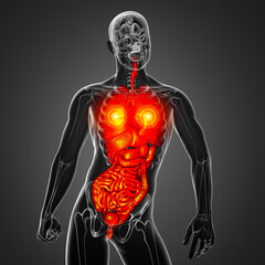 3d render medical illustration of the human digestive system and respiratory system