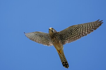 Fototapeta premium 青空バックに悠然と飛ぶ巣立ち直後のチョウゲンボウ幼鳥