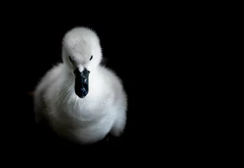 Foto op Aluminium baby swan on black © scott