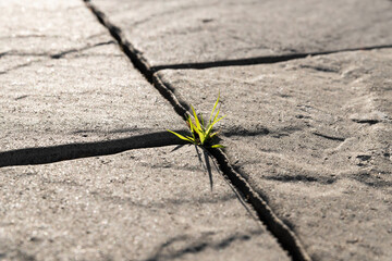sprout of grass growing through paving stones on a sunny day