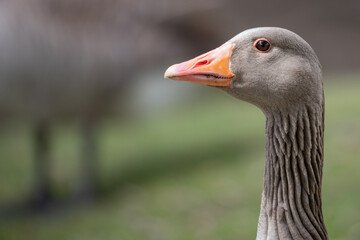goose head
