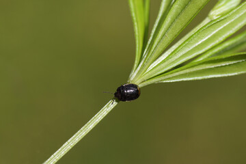 Small black bug Legnotus limbosus. Family Burrower Bugs (Cydnidae). On sweetscented bedstraw (Galium odoratum) in a Dutch garden. Spring, June, Netherlands.