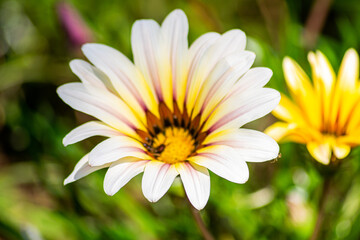 Flowers and colors
