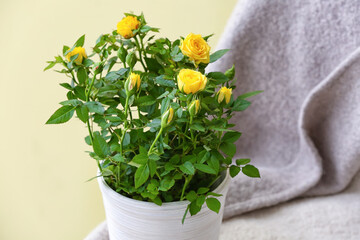 Beautiful yellow roses in pot on chair