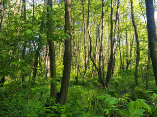 Forest landscape. Green Forest. Birch, oak and other trees.