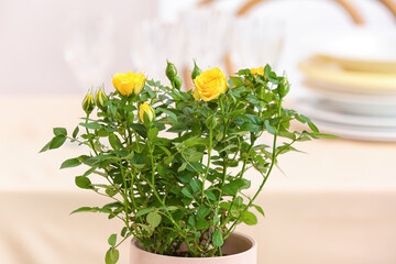 Beautiful yellow roses in pot on table