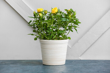 Beautiful yellow roses in pot on table