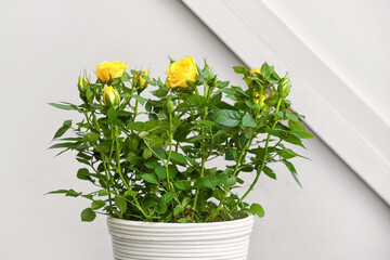 Beautiful yellow roses in pot on light background