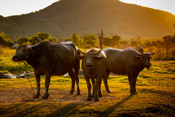 Buffalo grazing on a green field, Domestic animals, Asian buffalo, Buffalo in thailand.