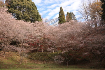四季桜