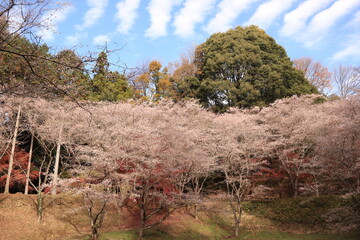 四季桜