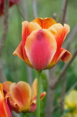 Red tulip, close up shot