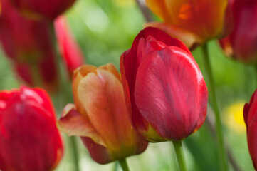 Fototapeta premium Red tulip, close up shot