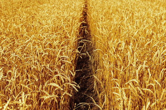 Field of wheat at autumn. Rural landscape. Ripe wheat on field.