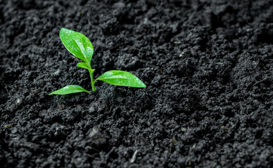 Ecological environment the growth of Seedling tree