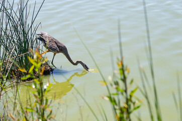 Great blue heron dives for fish. Wildlife photography.	
