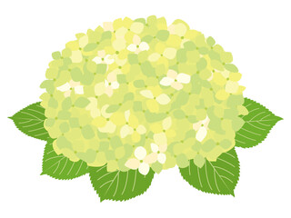 黄緑色の紫陽花の花