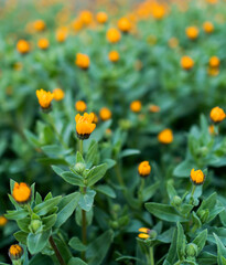 「冬知らず」キンセンカの花、蕾。Group of flowers of Calendula arvensis.