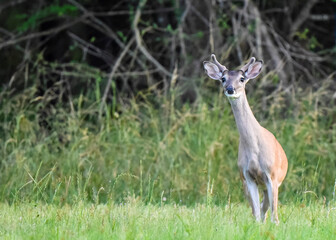 white deer