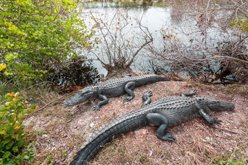 Alligator