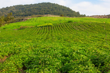 Fototapeta na wymiar Fields in Turkey