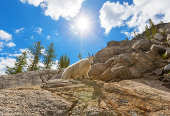 Mountain goat