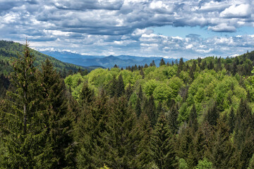 Fototapeta na wymiar Natural spring forest panorama and cloudy sky in Slovenia