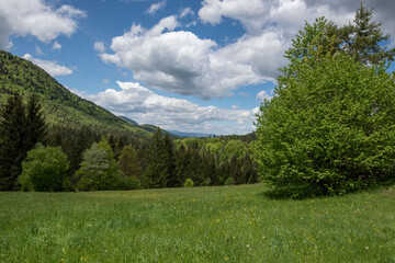 Fototapeta na wymiar A spring landscape - a green meadow, forest, tree and partly cloudy sky 