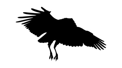 vector black silhouette of crow on the white background, silhouette of crows