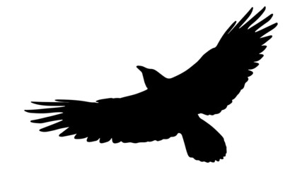 vector black silhouette of crow on the white background, silhouette of crows