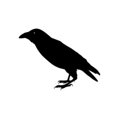 vector black silhouette of crow on the white background, silhouette of crows