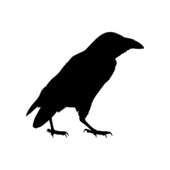 Obraz premium vector black silhouette of crow on the white background, silhouette of crows