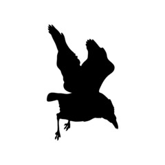 vector black silhouette of crow on the white background, silhouette of crows