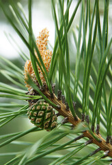 Obraz premium Young shoots and cone of pine