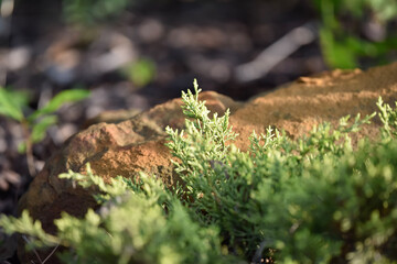 moss in the forest