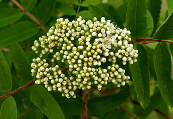 Rowan  flower buds