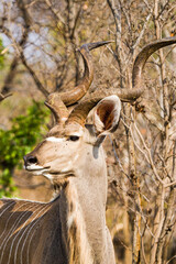 Greater Kudu bull walking in the grasslands of the Kruger Park, South Africa