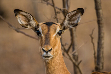 Female Impala stares across the grasslands in the Kruger Park, South Africa