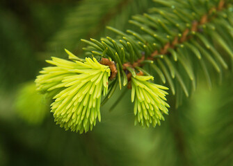 Young needles of European spruce