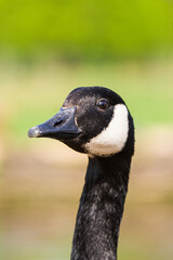 Canada Goose looking across an open expanse of water in London