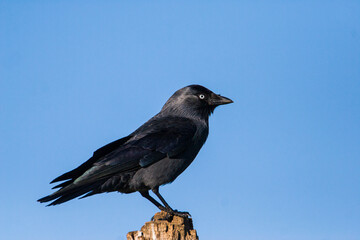 Jackdaw perches on a branch on a clear summers day in London
