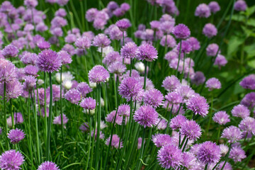 Full frame texture background view of a field of fresh blooming chive flowers (allium schoenoprasum) with purple and pink blossoms and edible green leaves