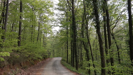beautiful tree-lined landscape in Turkey